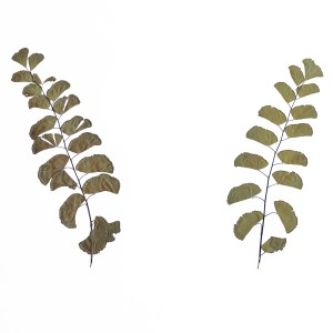 CRAFT WITH NATURAL LEAFS