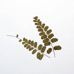 CRAFT WITH NATURAL LEAFS