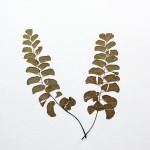 CRAFT WITH NATURAL LEAFS