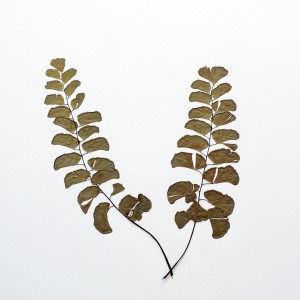 CRAFT WITH NATURAL LEAFS