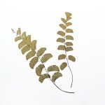 CRAFT WITH NATURAL LEAFS