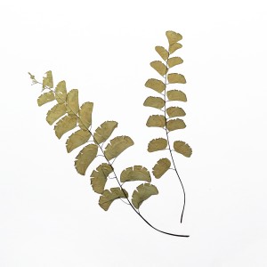 CRAFT WITH NATURAL LEAFS