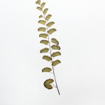 CRAFT WITH NATURAL LEAFS