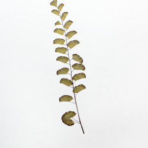 CRAFT WITH NATURAL LEAFS
