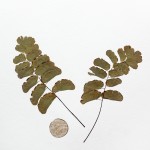 CRAFT WITH NATURAL LEAFS