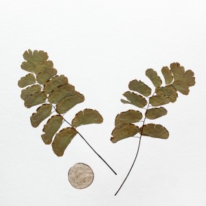 CRAFT WITH NATURAL LEAFS