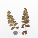 CRAFT WITH NATURAL LEAFS
