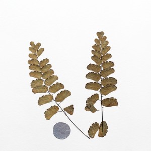CRAFT WITH NATURAL LEAFS