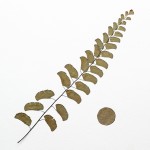 CRAFT WITH NATURAL LEAFS