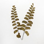 CRAFT WITH NATURAL LEAFS
