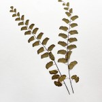 CRAFT WITH NATURAL LEAFS