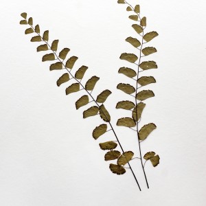 CRAFT WITH NATURAL LEAFS