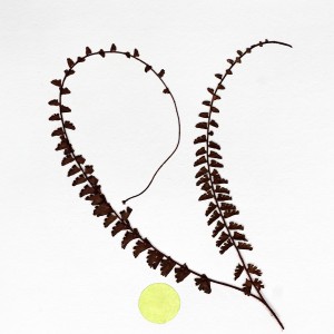 CRAFT WITH NATURAL LEAFS