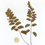 CRAFT WITH NATURAL LEAFS