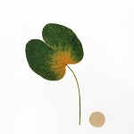 CRAFT WITH NATURAL LEAFS