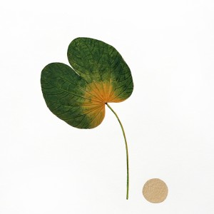 CRAFT WITH NATURAL LEAFS