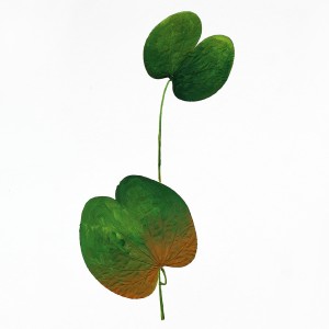 CRAFT WITH NATURAL LEAFS