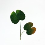 CRAFT WITH NATURAL LEAFS