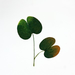 CRAFT WITH NATURAL LEAFS