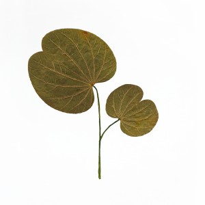 CRAFT WITH NATURAL LEAFS