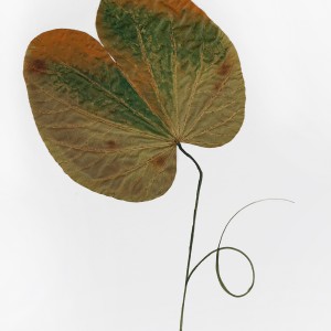 CRAFT WITH NATURAL LEAFS