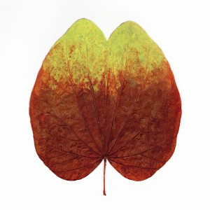 CRAFT WITH NATURAL LEAFS