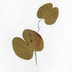 CRAFT WITH NATURAL LEAFS