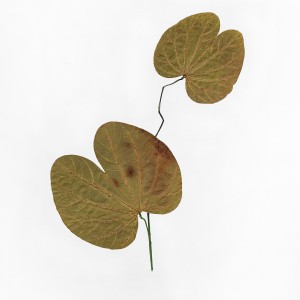 CRAFT WITH NATURAL LEAFS