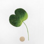 CRAFT WITH NATURAL LEAFS