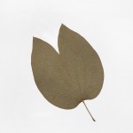 CRAFT WITH NATURAL LEAFS
