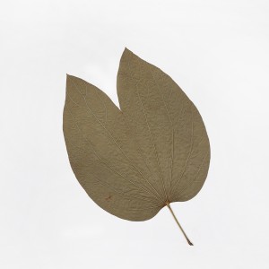 CRAFT WITH NATURAL LEAFS