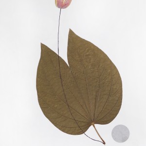 CRAFT WITH NATURAL LEAFS
