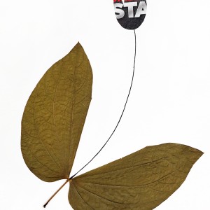 CRAFT WITH NATURAL LEAFS