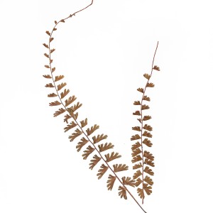 CRAFT WITH NATURAL LEAFS