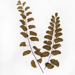 CRAFT WITH NATURAL LEAFS