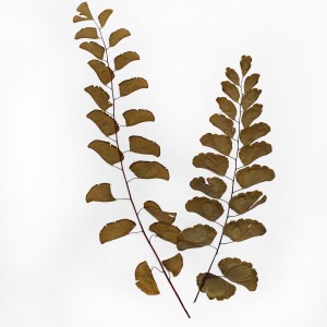 CRAFT WITH NATURAL LEAFS