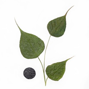 CRAFT WITH NATURAL LEAFS