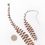 CRAFT WITH NATURAL LEAFS