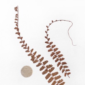CRAFT WITH NATURAL LEAFS
