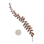 CRAFT WITH NATURAL LEAFS