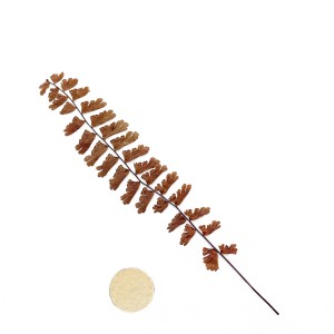 CRAFT WITH NATURAL LEAFS