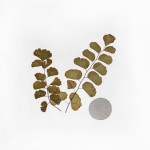 CRAFT WITH NATURAL LEAFS