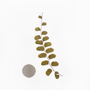 CRAFT WITH NATURAL LEAFS