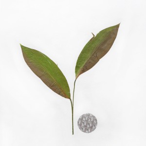 CRAFT WITH NATURAL LEAFS
