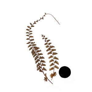CRAFT WITH NATURAL LEAFS
