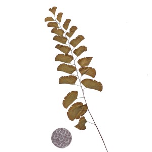 CRAFT WITH NATURAL LEAFS