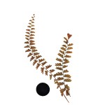 CRAFT WITH NATURAL LEAFS
