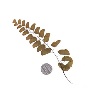 CRAFT WITH NATURAL LEAFS