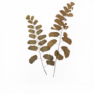 CRAFT WITH NATURAL LEAFS