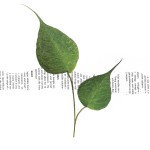 CRAFT WITH NATURAL LEAFS